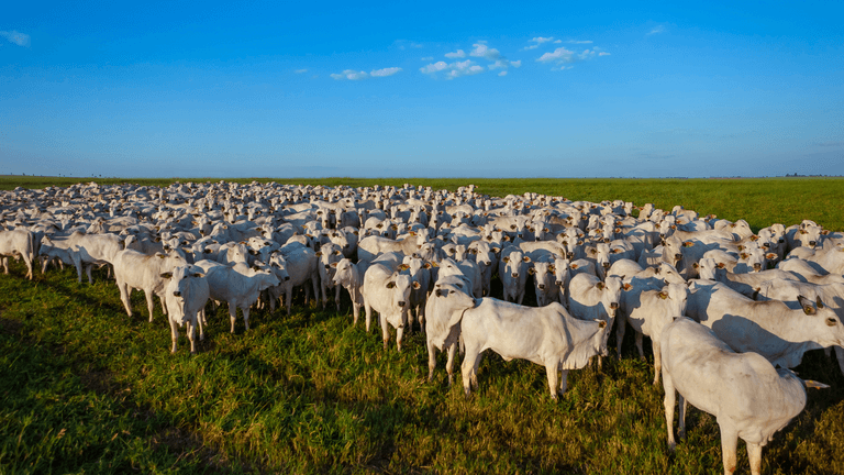 Brazil Increases Animal Protein Supply to Russia to Highest Level Since 2017