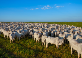 Brasil aumenta fornecimento de proteína animal à Rússia para o nível mais alto desde 2017