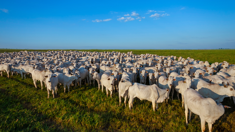 Brasil aumenta fornecimento de proteína animal à Rússia para o nível mais alto desde 2017